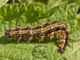 Chenille de petite tortue